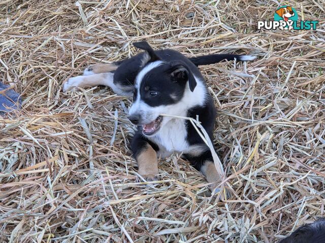Australian koolie