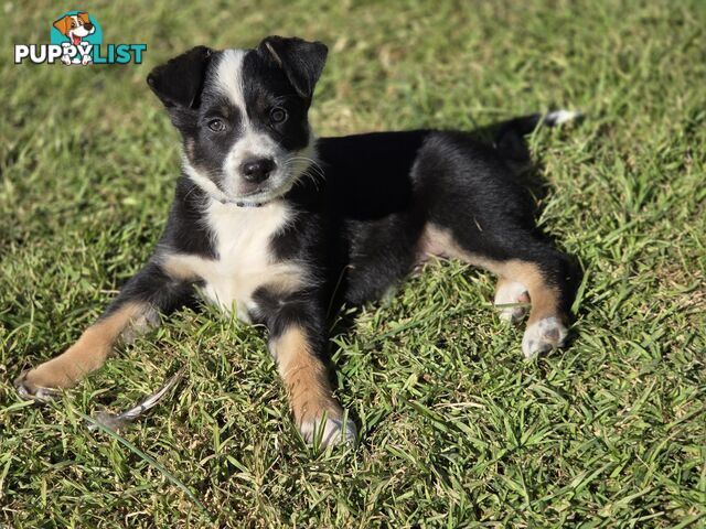 Australian koolie