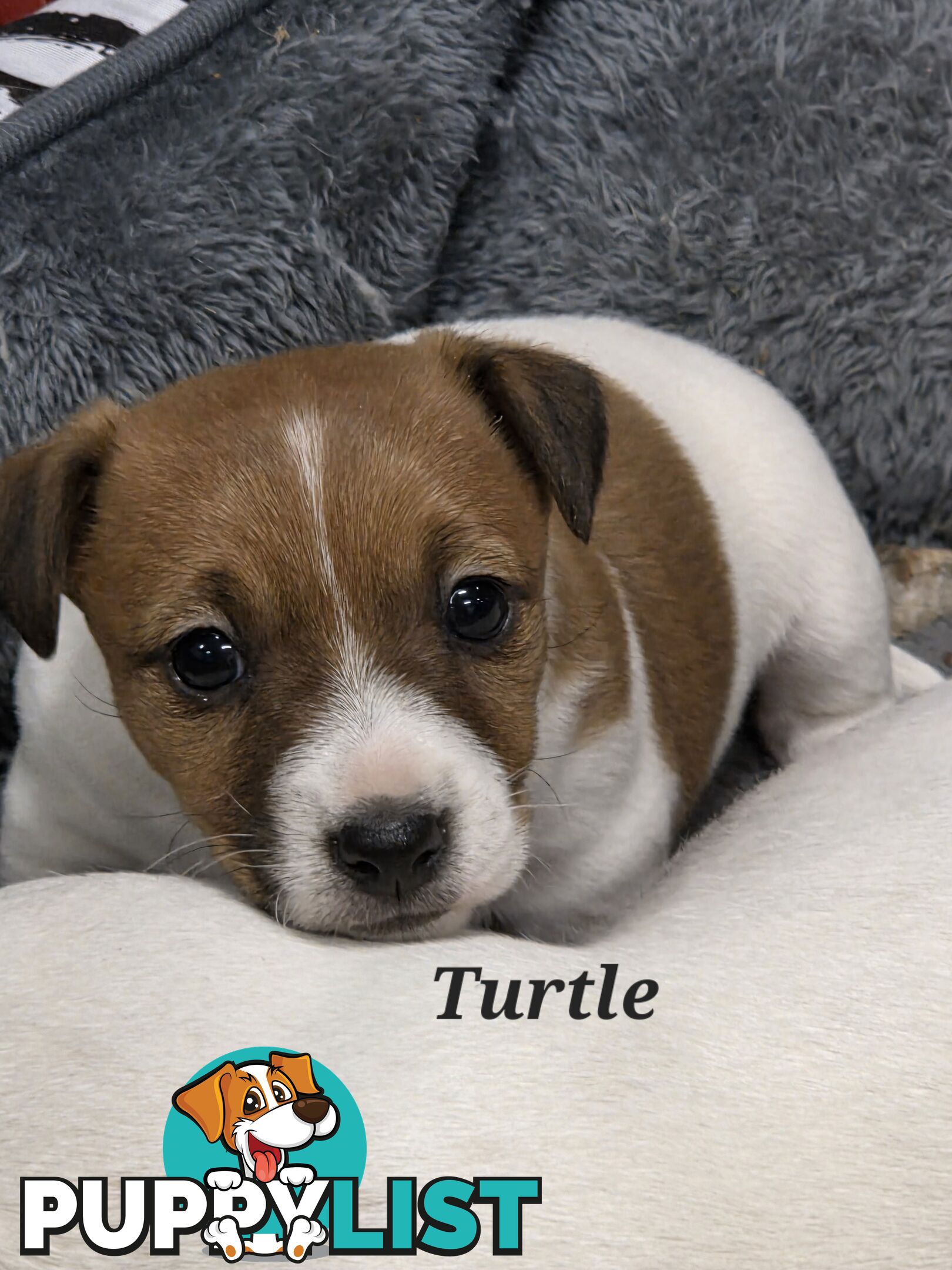 Pure smooth coat Jackrussel puppys