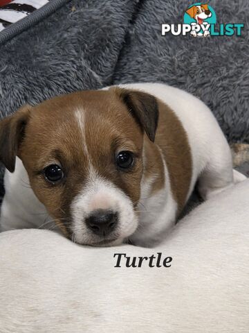 Pure smooth coat Jackrussel puppys