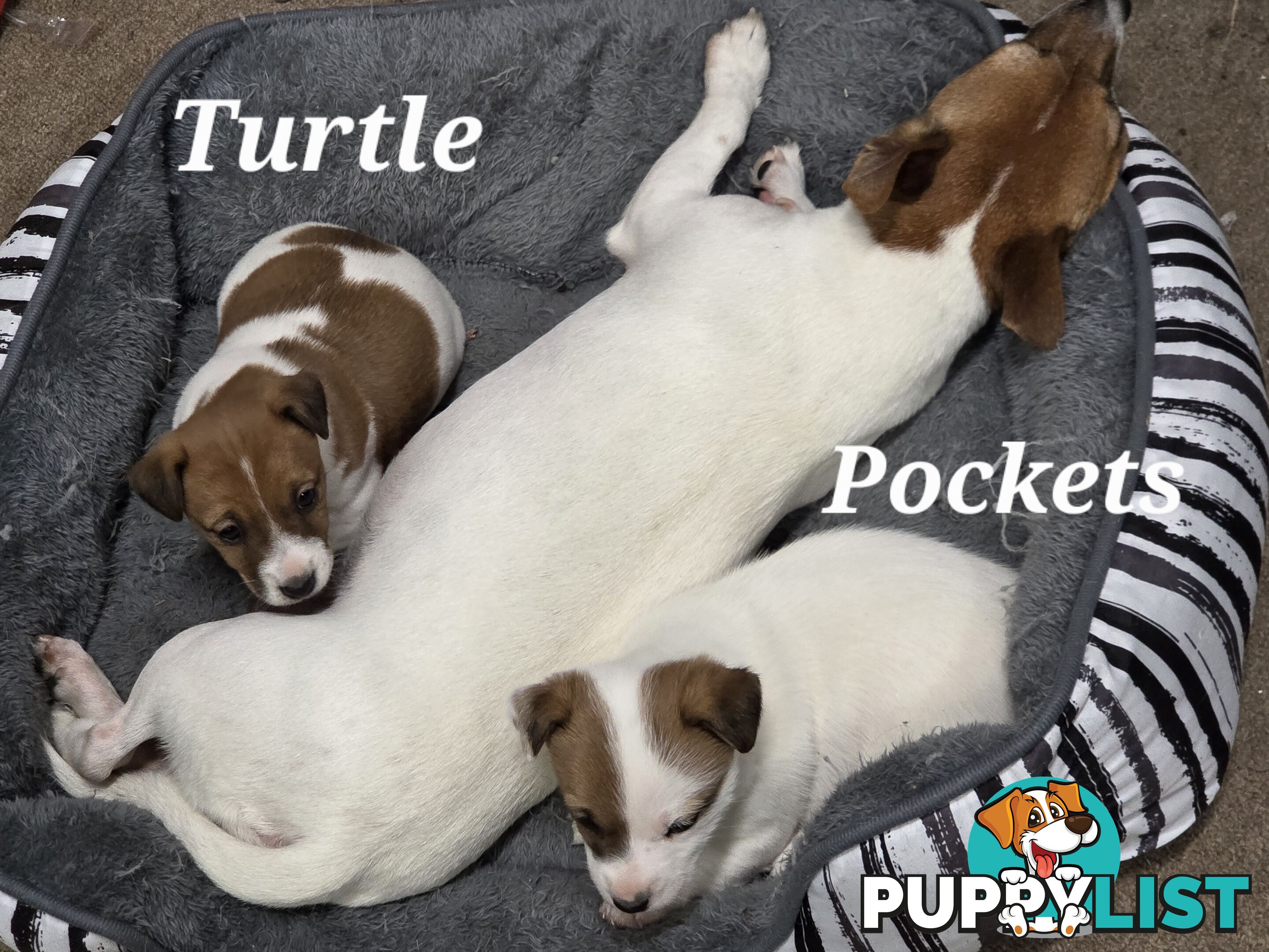 Pure smooth coat Jackrussel puppys