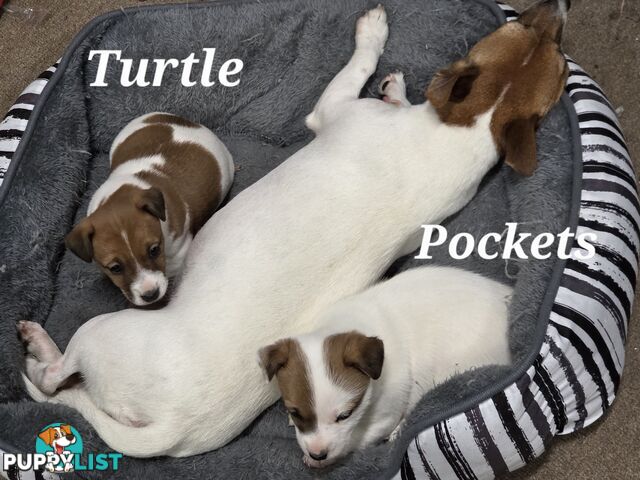 Pure smooth coat Jackrussel puppys