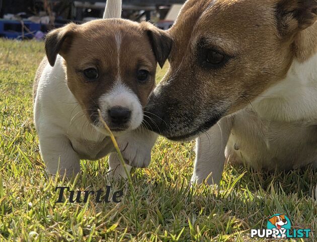 Pure smooth coat Jackrussel puppys