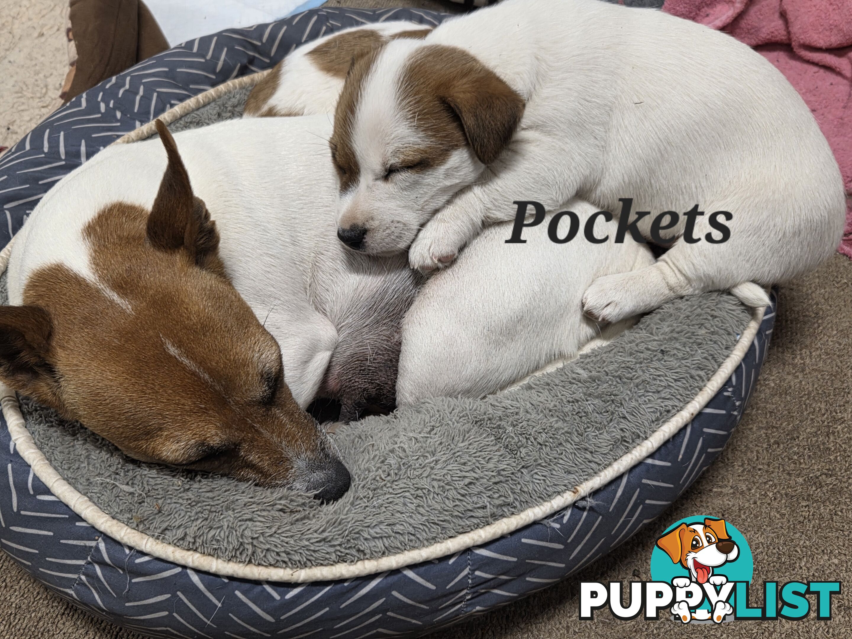 Pure smooth coat Jackrussel puppys