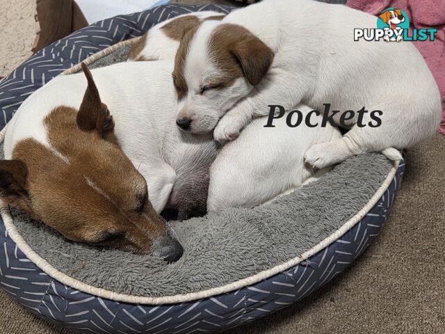 Pure smooth coat Jackrussel puppys