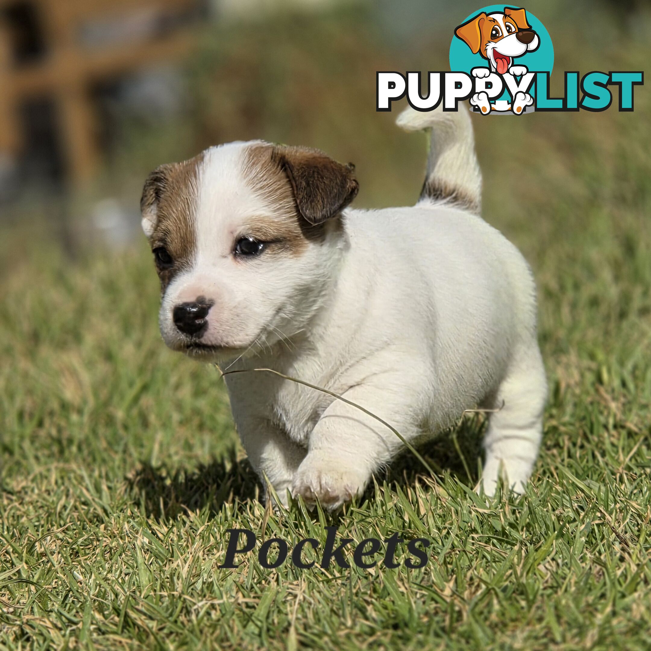 Pure smooth coat Jackrussel puppys