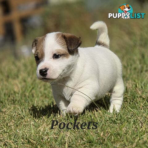 Pure smooth coat Jackrussel puppys