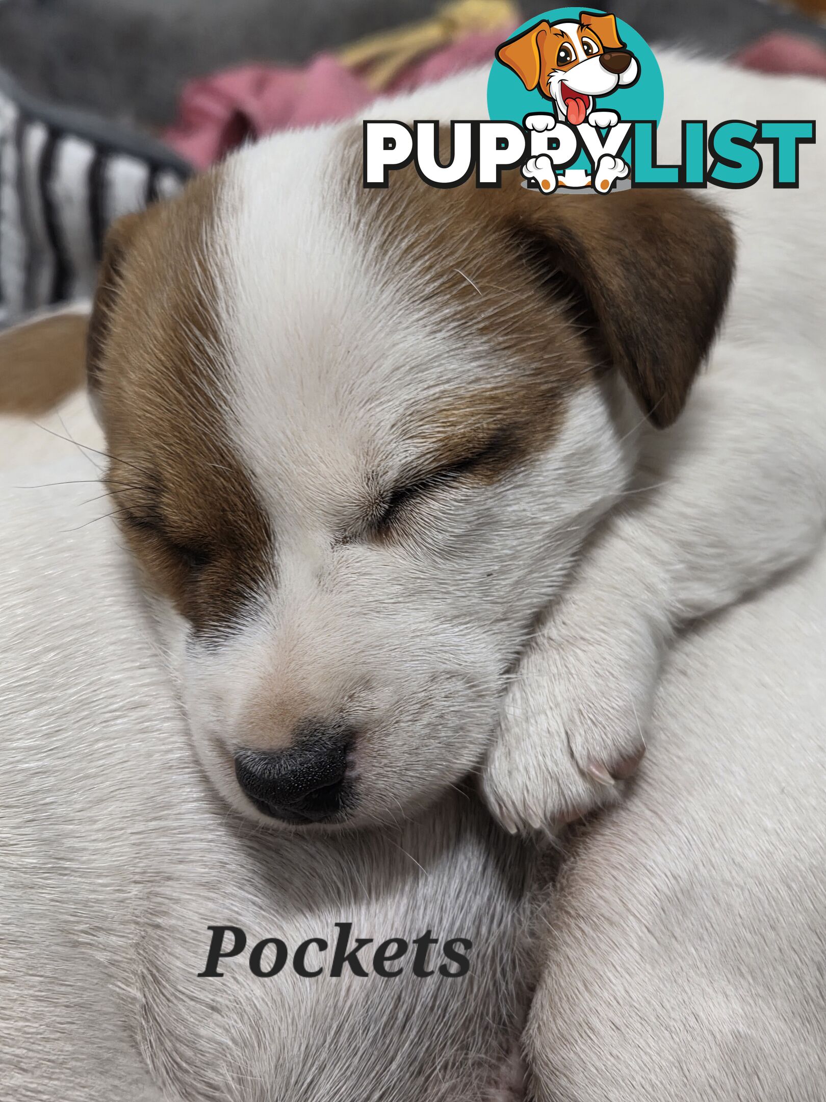 Pure smooth coat Jackrussel puppys