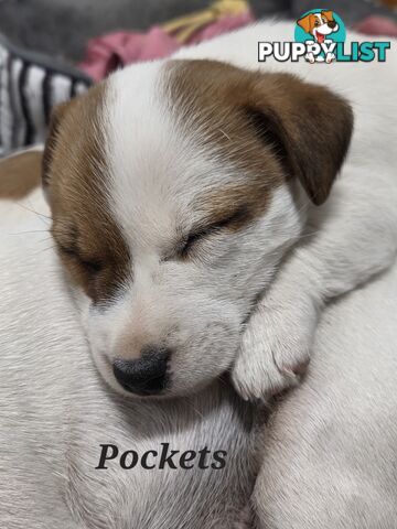 Pure smooth coat Jackrussel puppys
