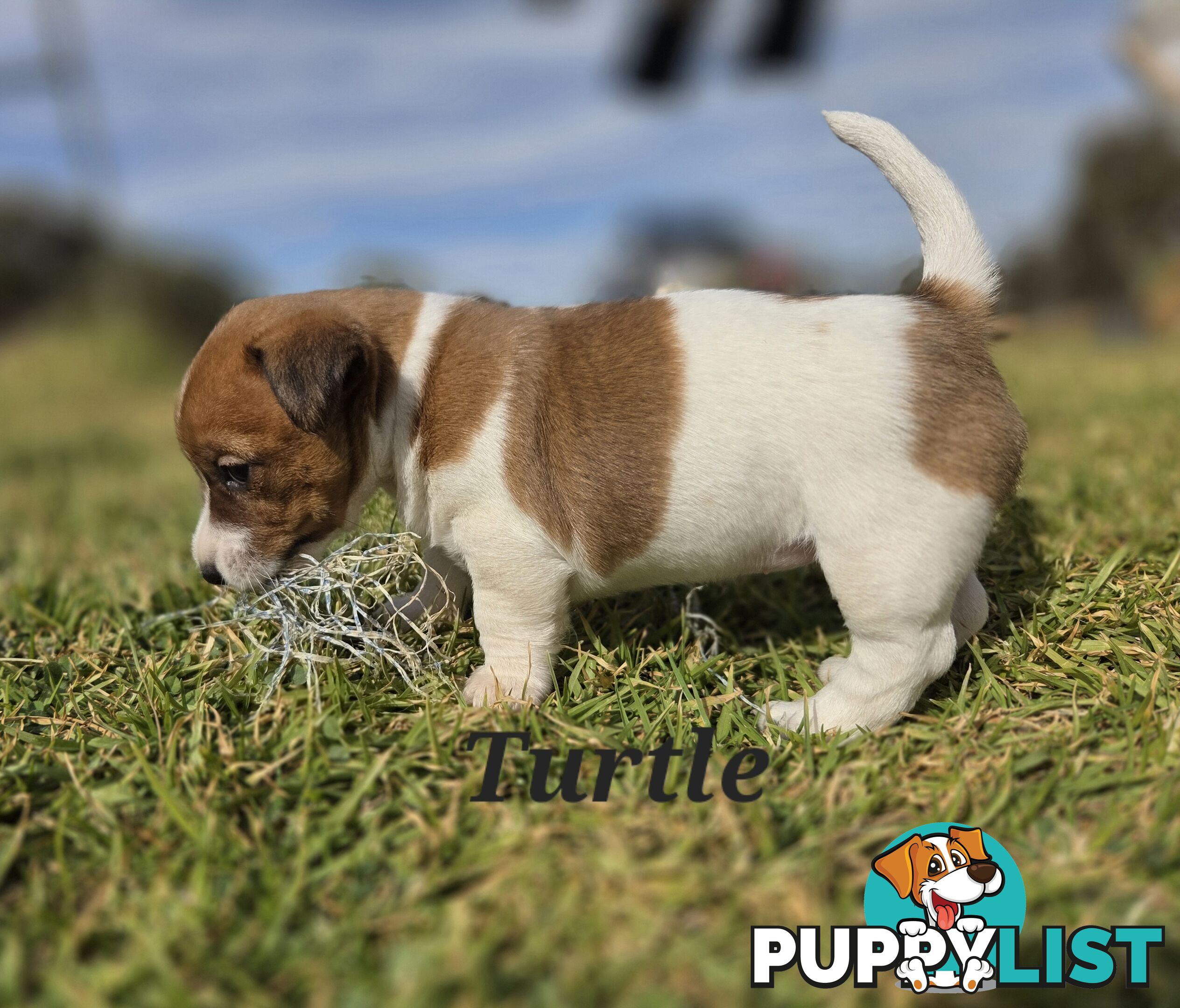 Pure smooth coat Jackrussel puppys