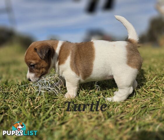 Pure smooth coat Jackrussel puppys