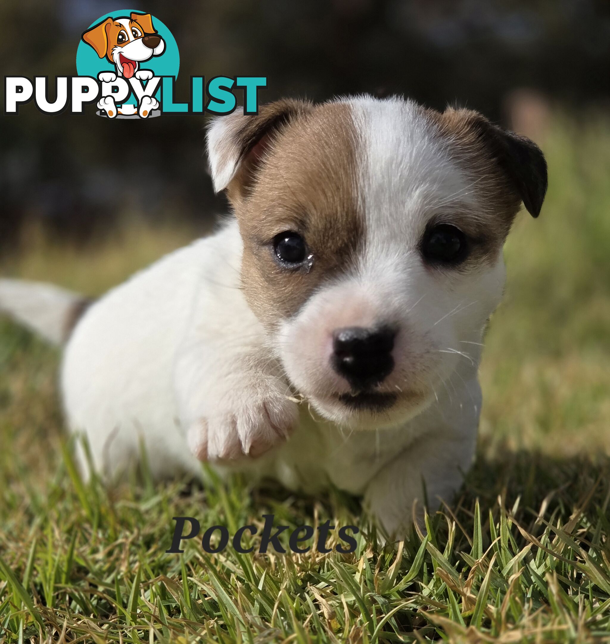 Pure smooth coat Jackrussel puppys