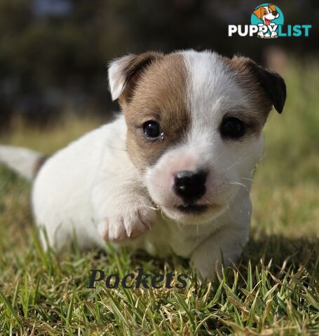 Pure smooth coat Jackrussel puppys