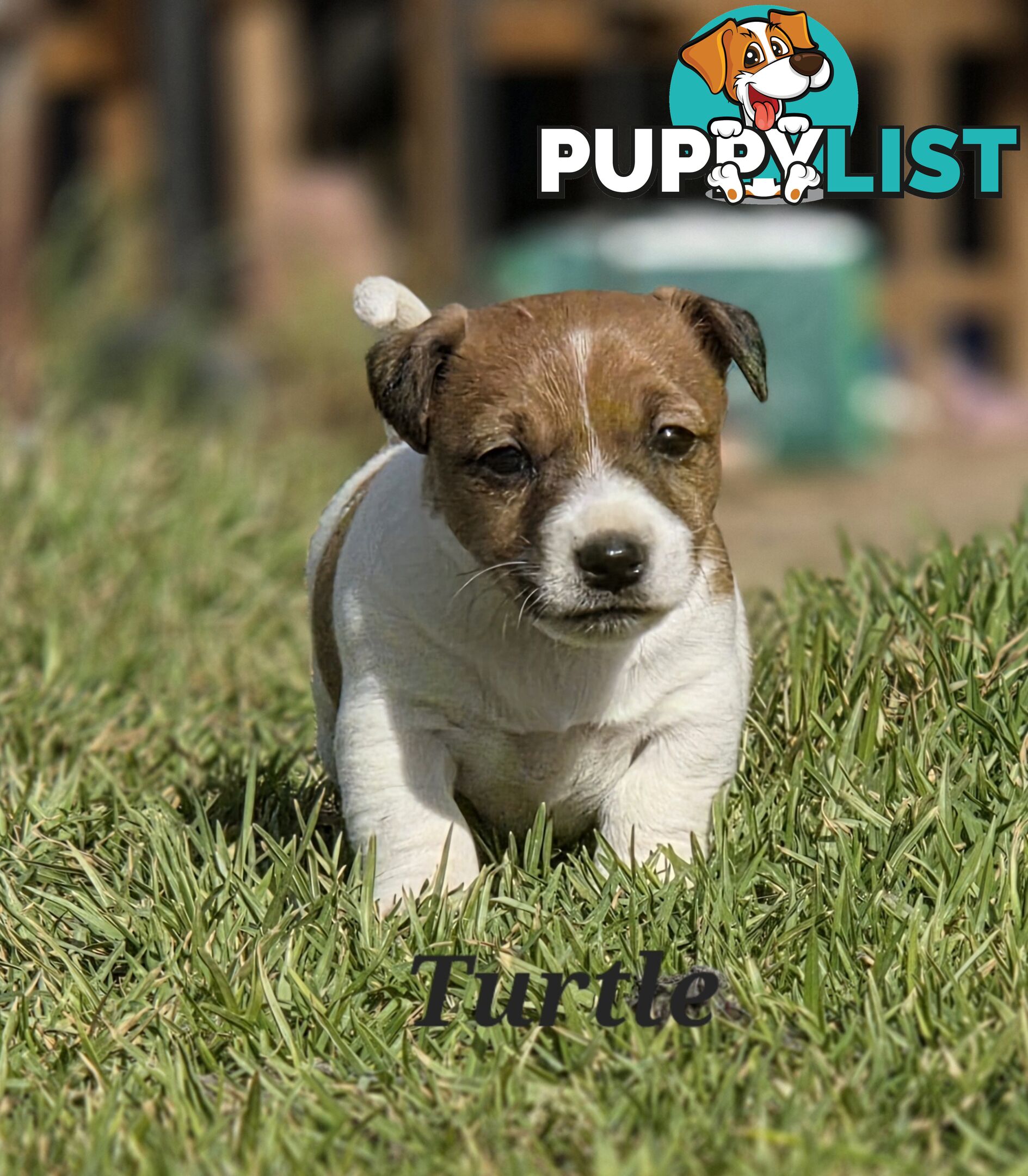 Pure smooth coat Jackrussel puppys