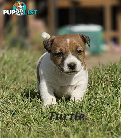Pure smooth coat Jackrussel puppys