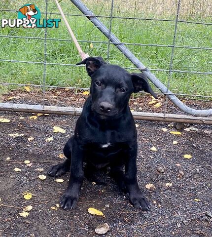 Top Kelpie Pup