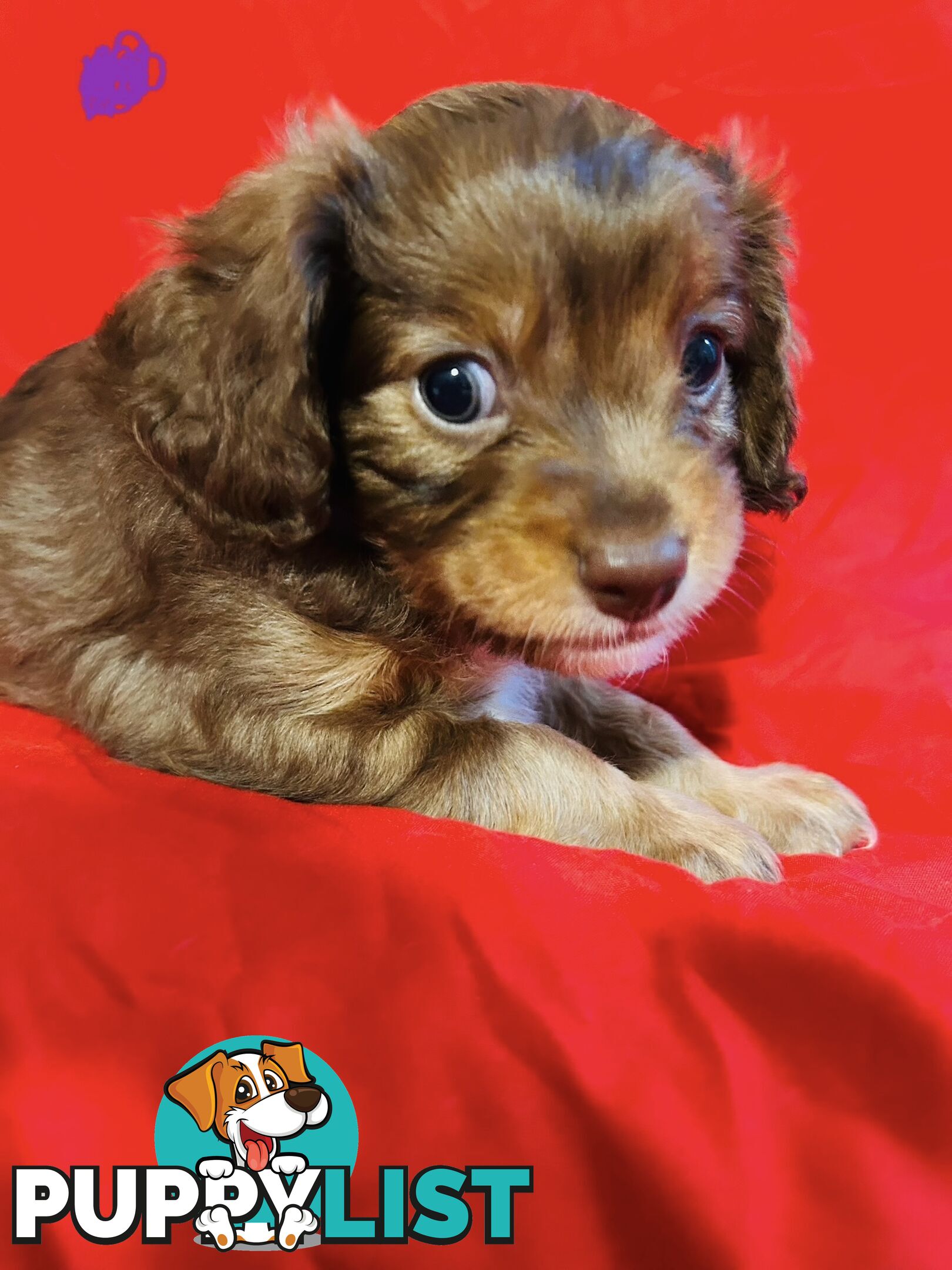 CAVOODLE PUPPIES BEAUTIFUL