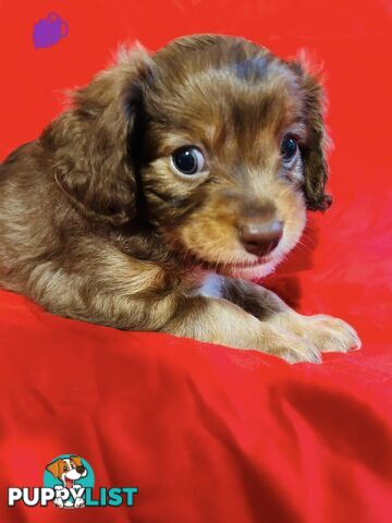 CAVOODLE PUPPIES BEAUTIFUL