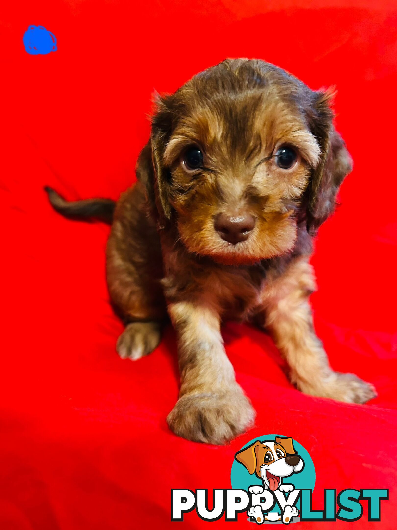 CAVOODLE PUPPIES BEAUTIFUL
