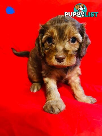CAVOODLE PUPPIES BEAUTIFUL