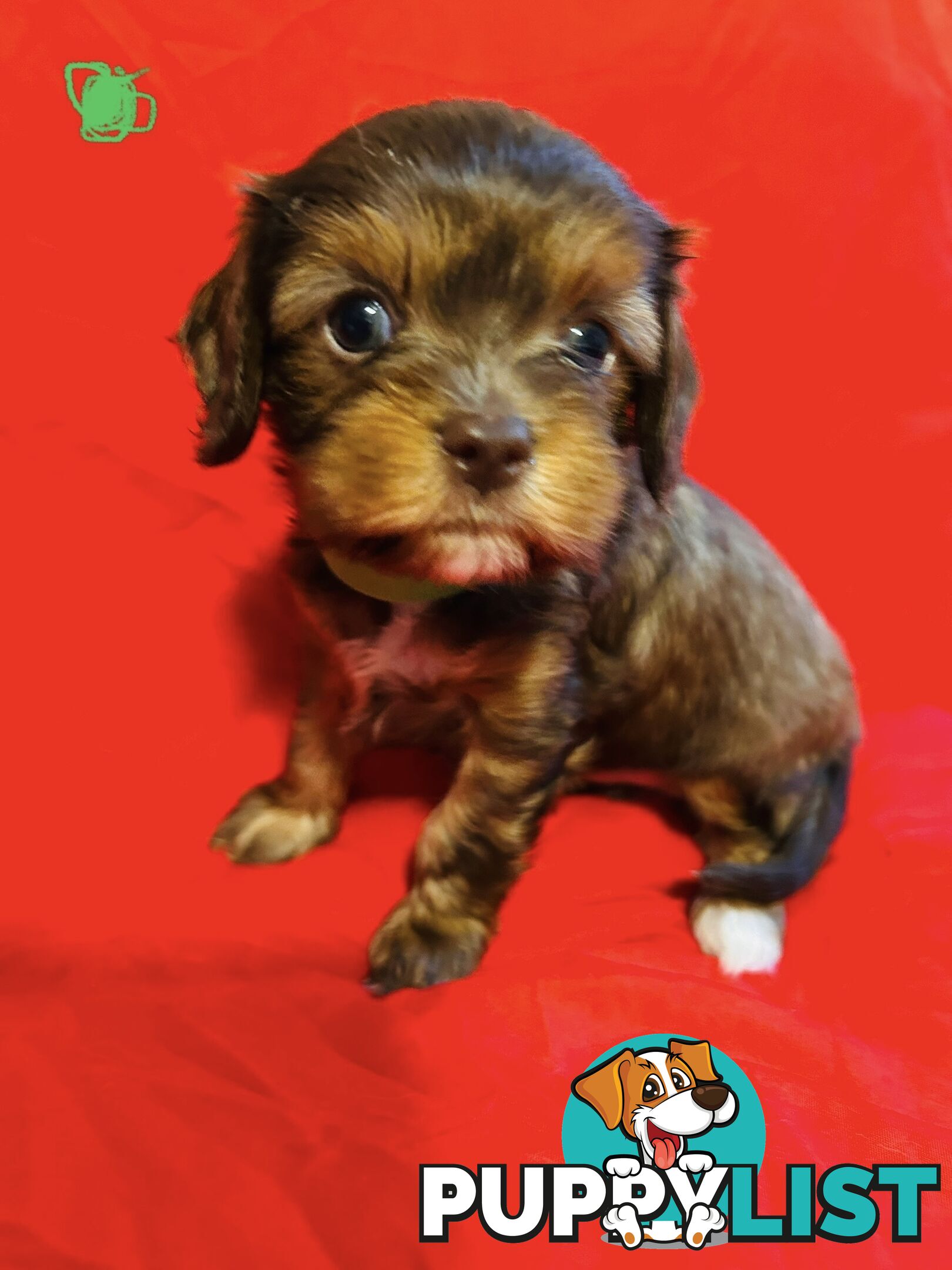 CAVOODLE PUPPIES BEAUTIFUL