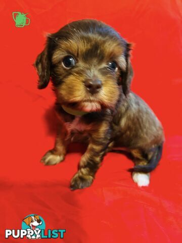 CAVOODLE PUPPIES BEAUTIFUL