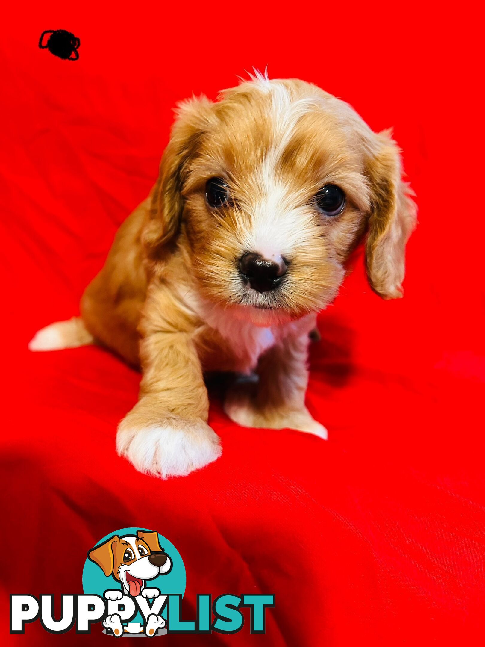 CAVOODLE PUPPIES BEAUTIFUL