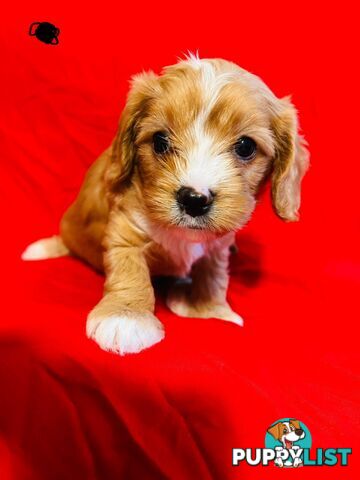 CAVOODLE PUPPIES BEAUTIFUL