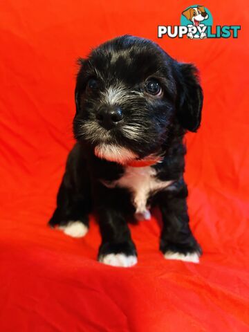 CAVOODLE PUPPIES BEAUTIFUL