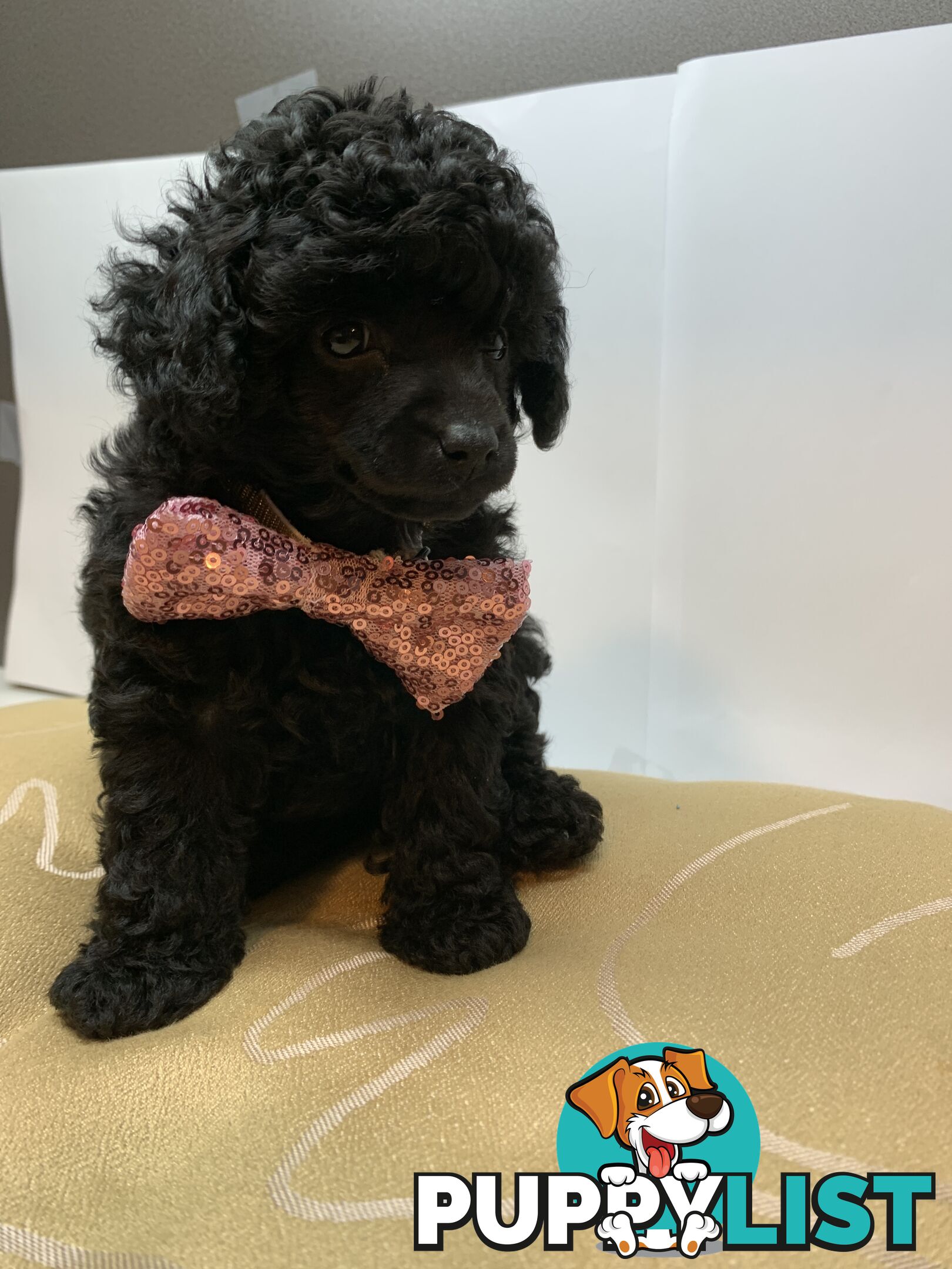 Toy Poodle Purebred