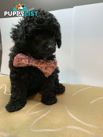 Toy Poodle Purebred