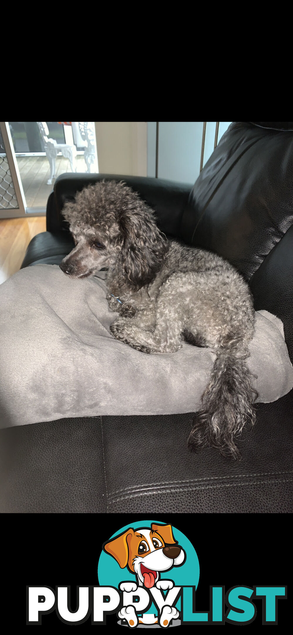 Toy Poodle Purebred