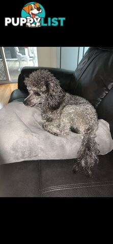 Toy Poodle Purebred