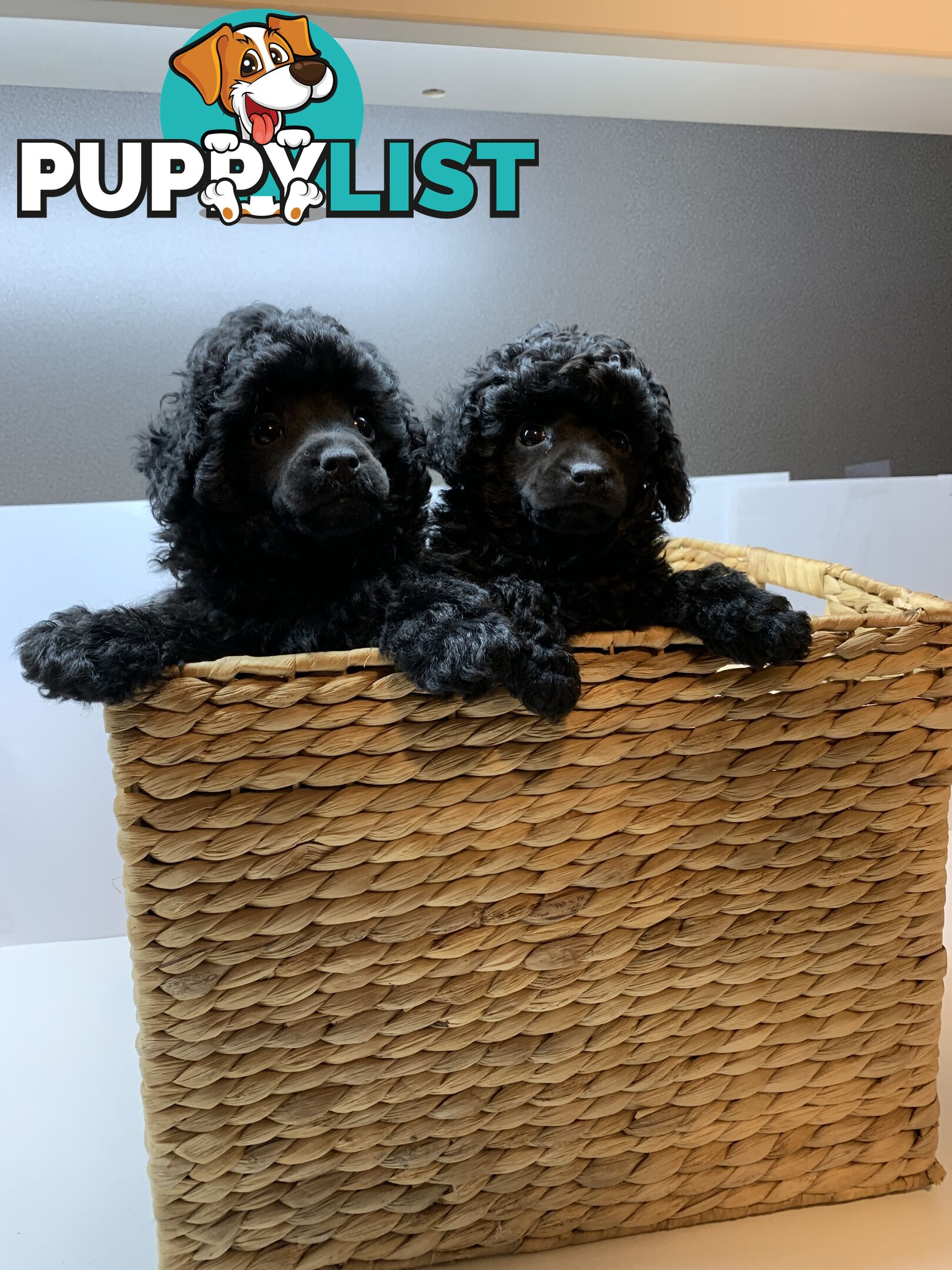 Toy Poodle Purebred