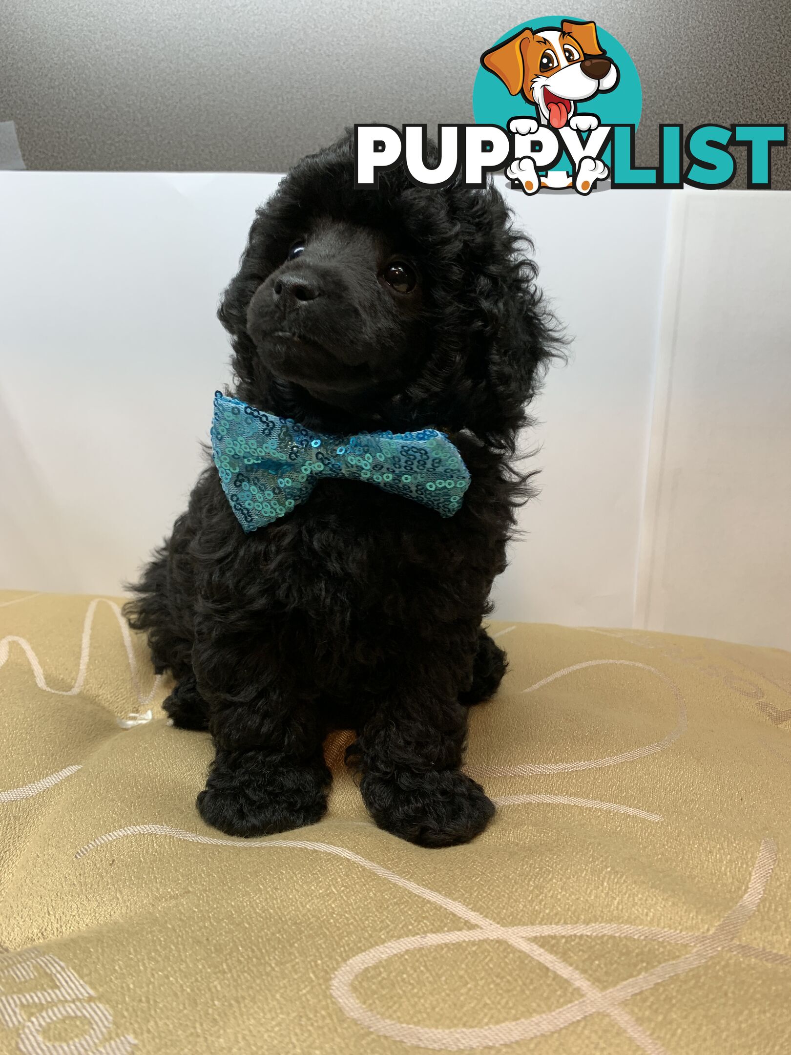 Toy Poodle Purebred