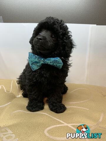 Toy Poodle Purebred