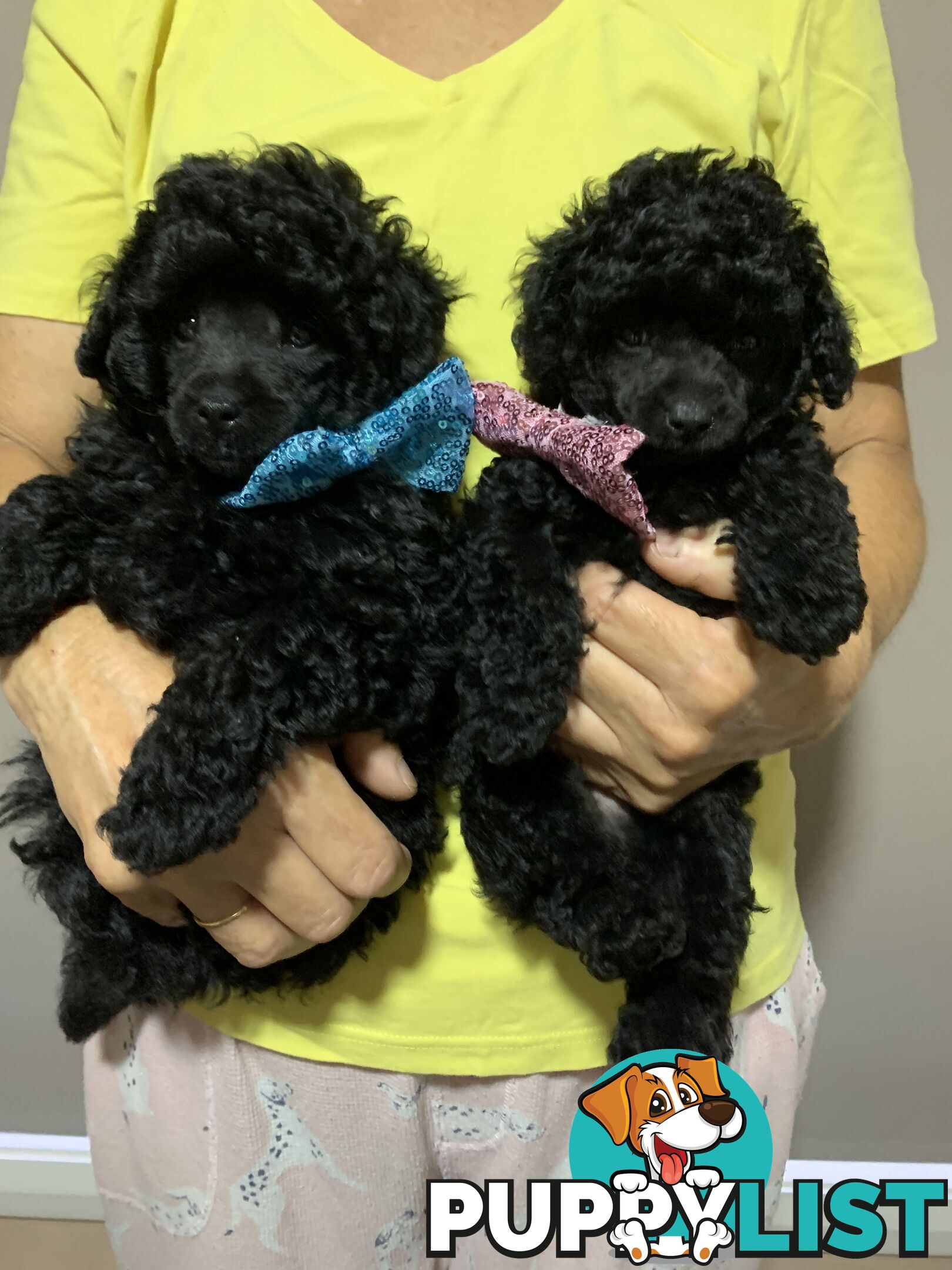 Toy Poodle Purebred