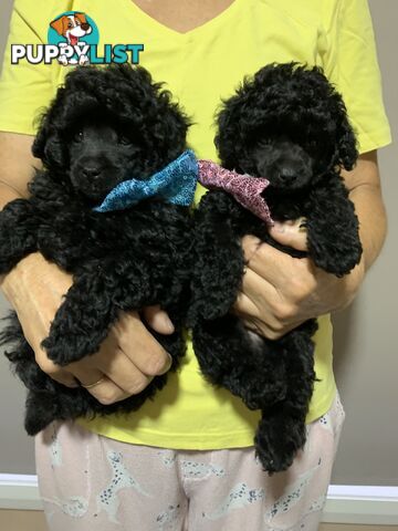 Toy Poodle Purebred