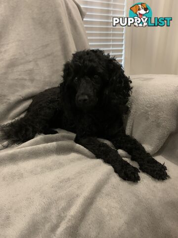 Toy Poodle Purebred