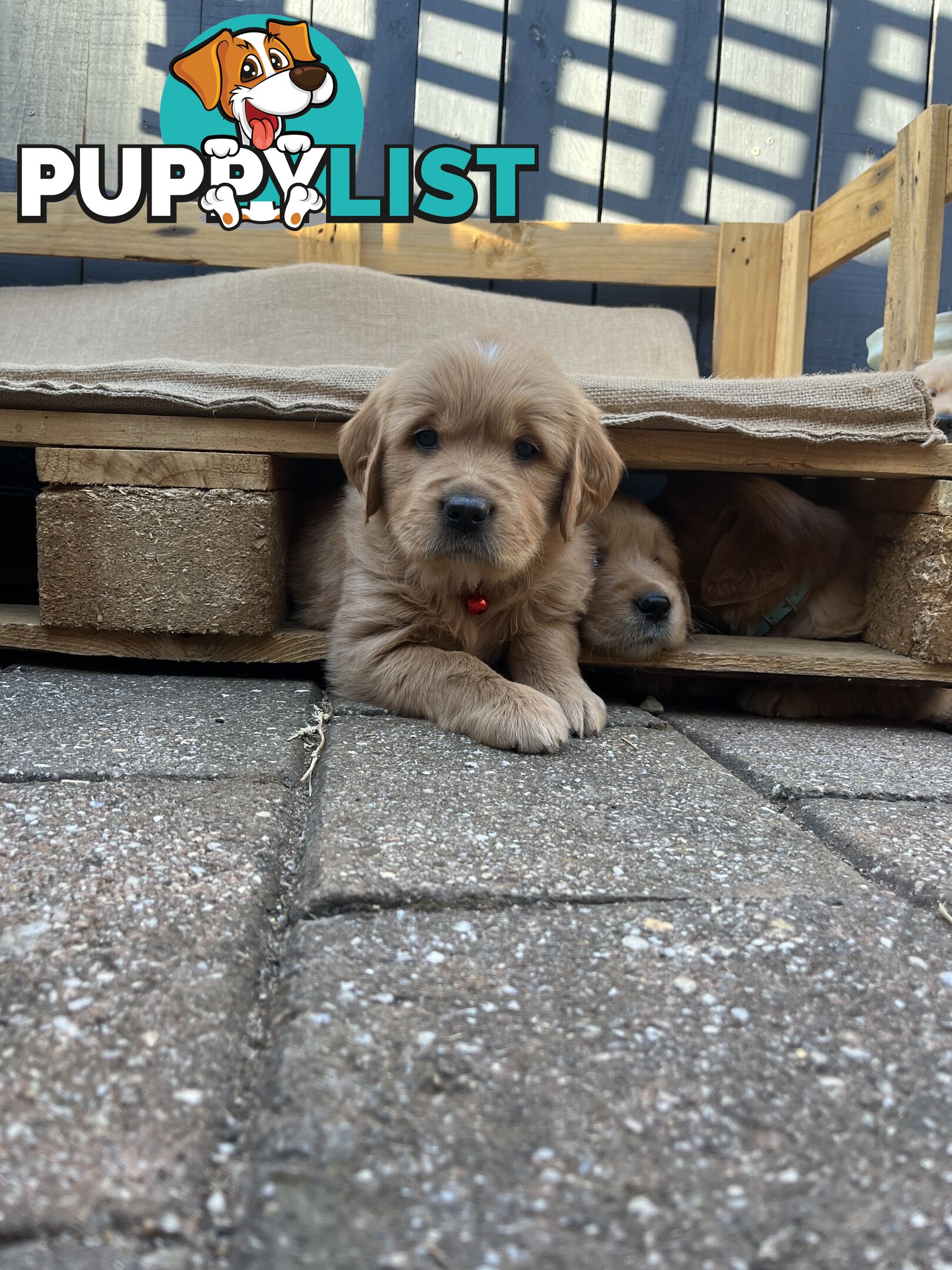 Golden Retriever Puppies