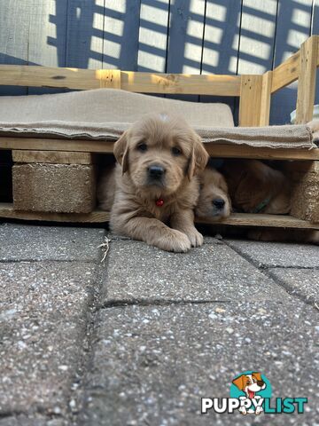 Golden Retriever Puppies