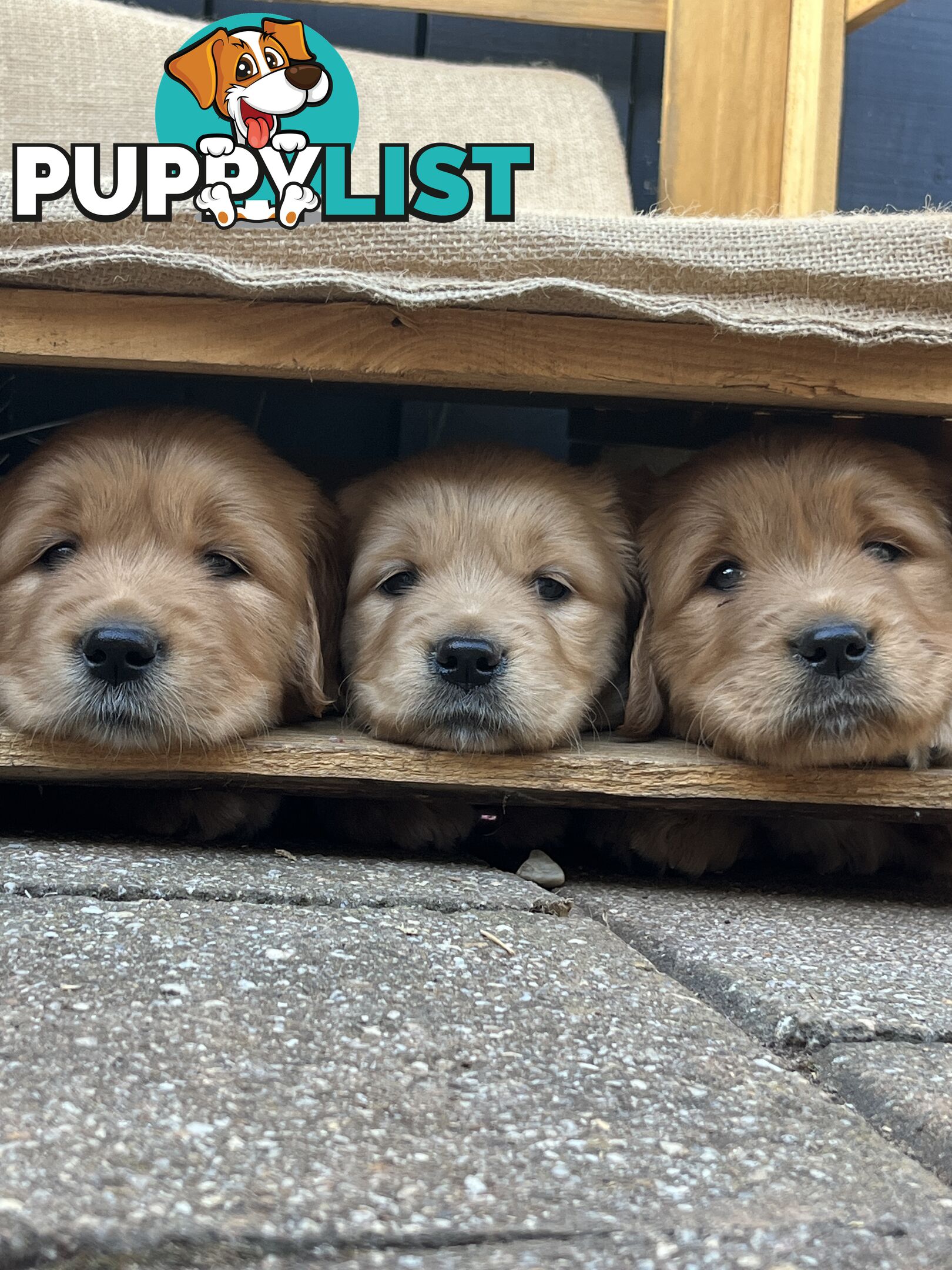 Golden Retriever Puppies