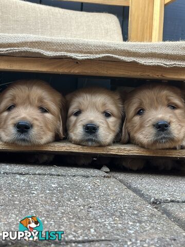 Golden Retriever Puppies