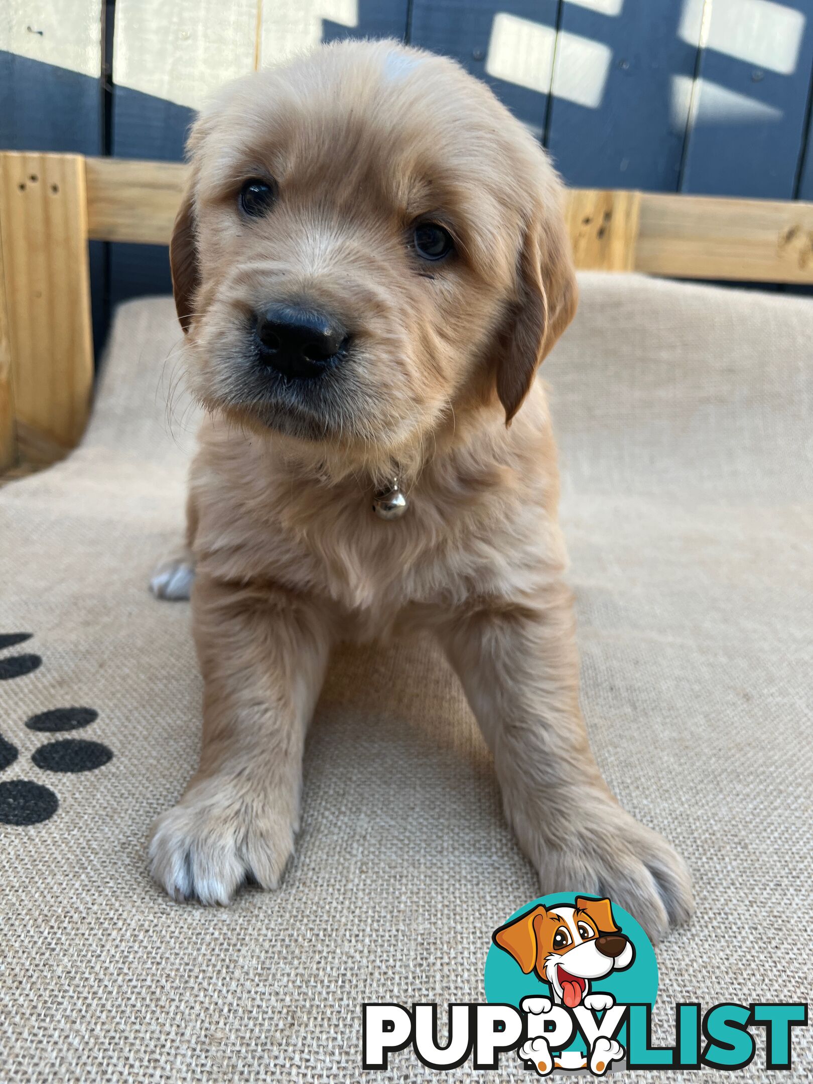 Golden Retriever Puppies