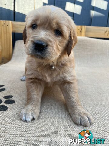 Golden Retriever Puppies