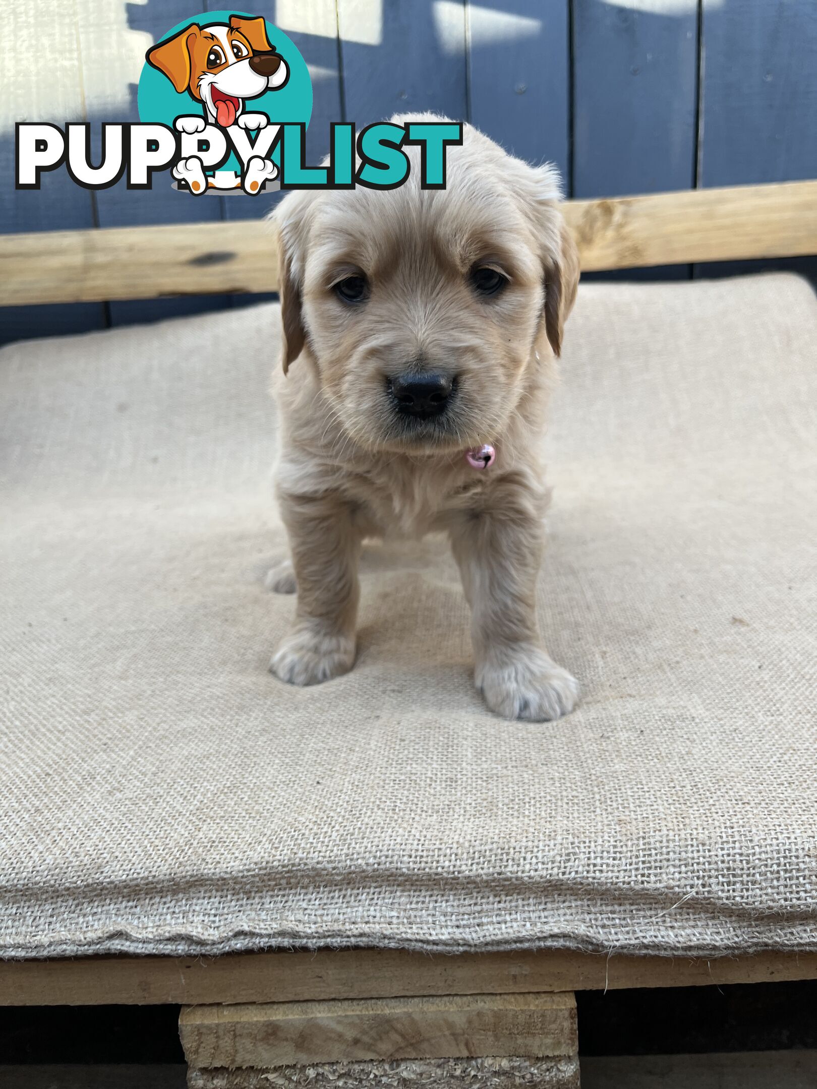 Golden Retriever Puppies