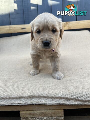 Golden Retriever Puppies