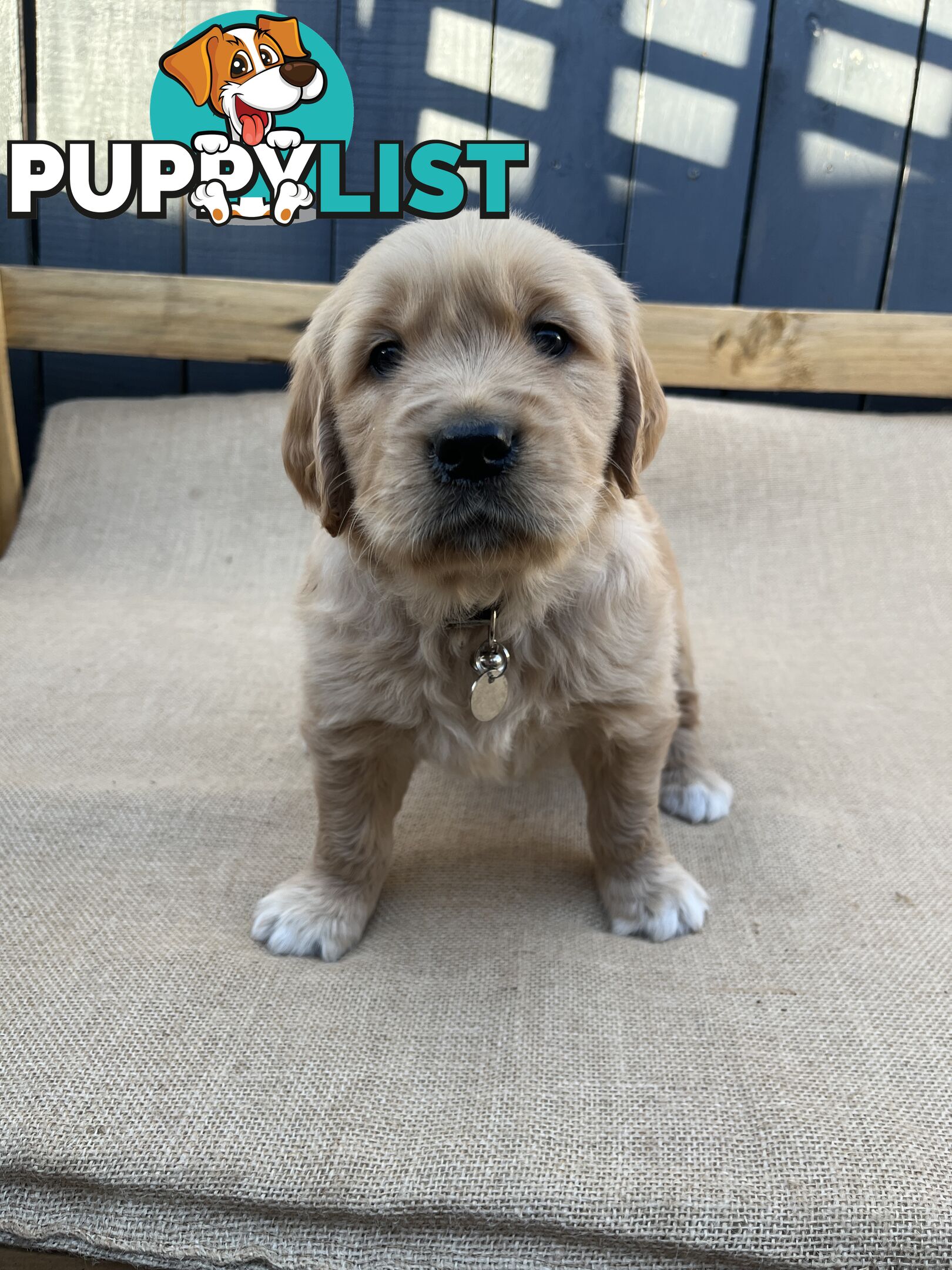 Golden Retriever Puppies