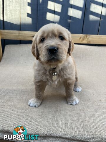 Golden Retriever Puppies