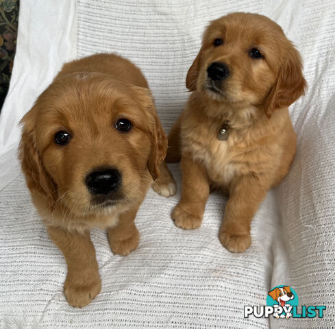 Golden Retriever Puppies